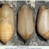 melanargia galathea pyatigorsk pupa1